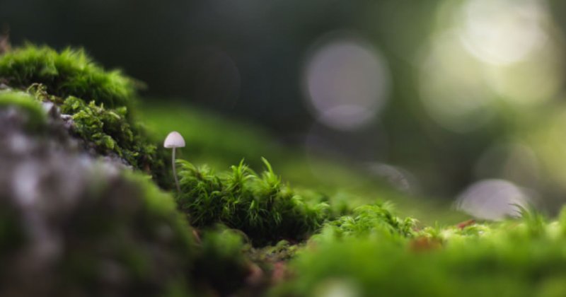 Plant, which blurs into the distance